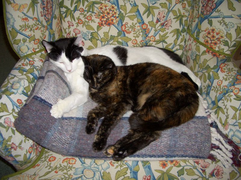 Waiting for Squeak and Buffy at home